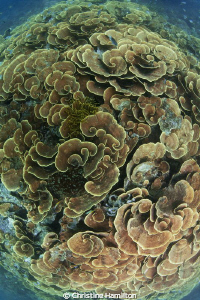 Coral Swirls by Christine Hamilton 